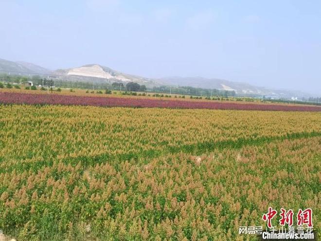 ”花开晋西北：“中国藜麦之乡”的破茧麻将胡了模拟器走进中国乡村）“洋庄稼(图1)