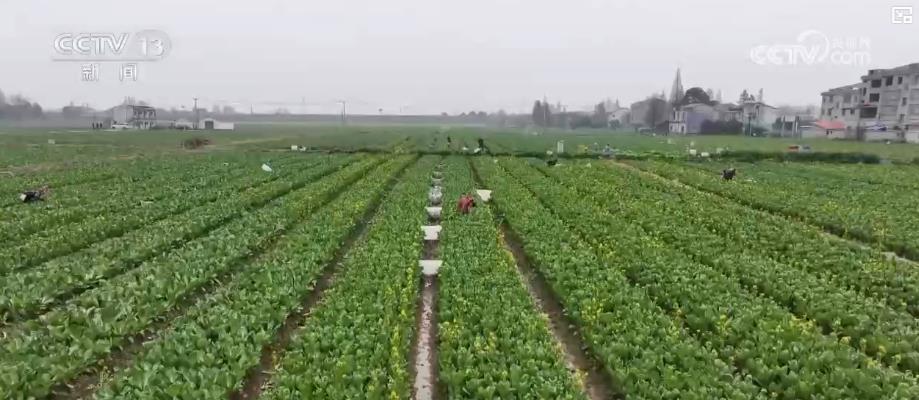 已近八成 特色轮作与多元种植模式促增产增收麻将胡了试玩金秋好“丰”景：全国秋粮收获(图2)