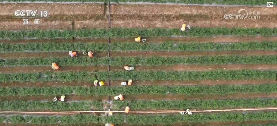 已近八成 特色轮作与多元种植模式促增产增收麻将胡了试玩金秋好“丰”景：全国秋粮收